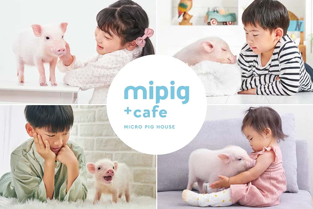 神戸三宮にマイクロブタカフェ「mipig cafe」12月20日オープン
